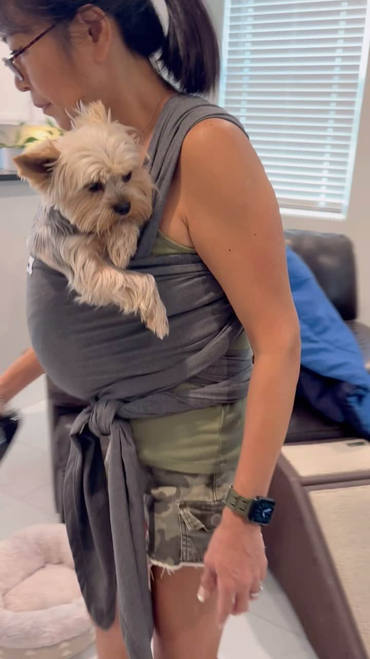 のインスタグラム：「Mommy Tammy here 🙋🏻‍♀️ I think I found the perfect carrier for my babies! 🤩♥️🥰😆 Since all my babies are not tiny, it’s not easy to find a carrier for me to carry them for a long time. But this baby wrap thingy is a game changer!!! Because of both shoulders and back support, the babies don’t feel as heavy! 🥹♥️🥰 I’ve only had the carrier for a few days and Allie already starts asking me to wrap her in it. 🥰🥰🥰 #BabyCarrier #BabyWrap #DogWrap #YorkieWraps #AllWrappedUp #WrappedDog #GameChanger #CuddleBugs #TogethernessIsHappiness #AbsolutelyLoveIt」