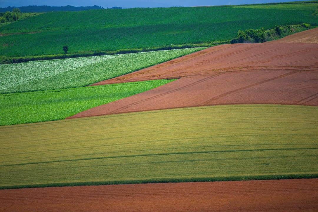 Michael Yamashitaさんのインスタグラム写真 - (Michael YamashitaInstagram)「Hokkaido Farms: well-organised fields on rolling hills create  true works of art. And thanks to crop rotation, the range of different crops growing side by side makes for an ever changing patchwork of colors. #hokkaidofarm #hokkaido #farmart #farmingphotos #japanfarm」8月15日 7時36分 - yamashitaphoto