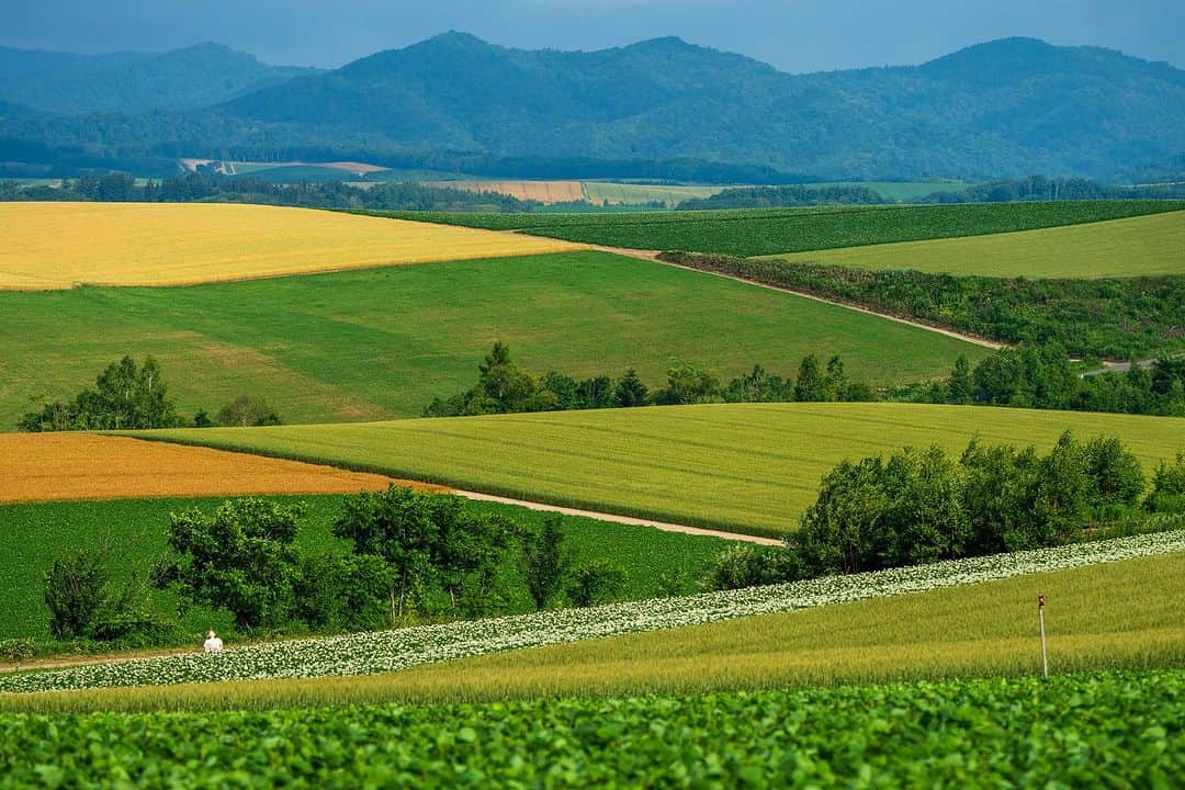 Michael Yamashitaのインスタグラム：「Hokkaido Farms: well-organised fields on rolling hills create  true works of art. And thanks to crop rotation, the range of different crops growing side by side makes for an ever changing patchwork of colors. #hokkaidofarm #hokkaido #farmart #farmingphotos #japanfarm」