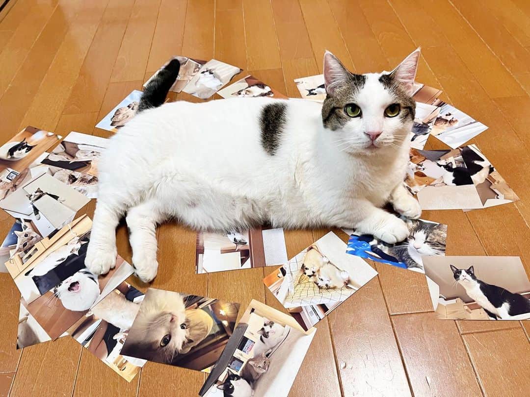 ひのき猫さんのインスタグラム写真 - (ひのき猫Instagram)「今年もカレンダー写真選んでます\( ˙▿˙　)/  ・ ・ ・  #ひのき猫  #豆大福  #カレンダー写真  #ぽっちゃり猫  #猫との生活  #かわいい猫  #にゃんすたぐらむ  #写真と猫  #cat  #catstagram  #cutecats」8月15日 8時07分 - hinoki.cute.kitten