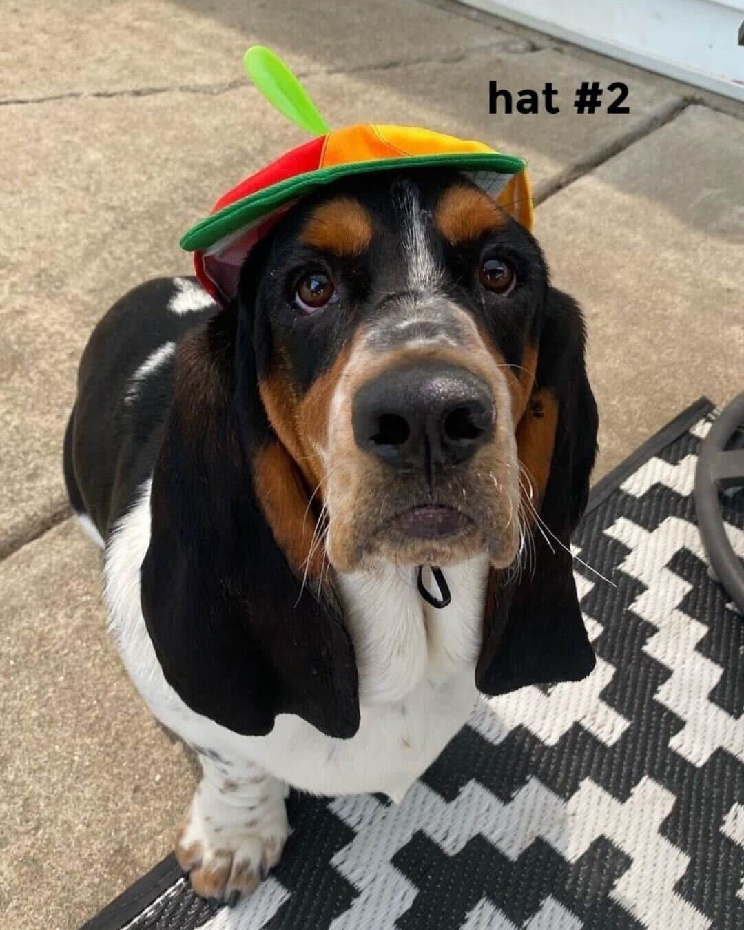 BarkBoxさんのインスタグラム写真 - (BarkBoxInstagram)「this is a tough decision 😩 he looks so good in both hats 🤩⁠ ⁠ 📸: @therealwalterbasset⁠」8月15日 8時03分 - barkbox