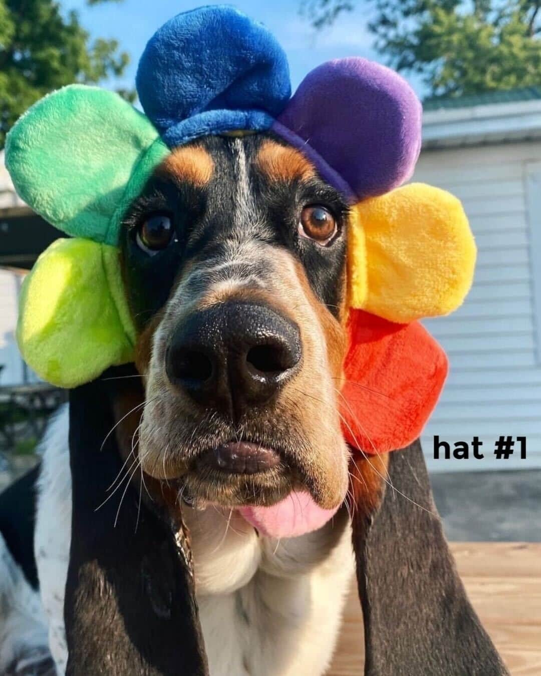 BarkBoxさんのインスタグラム写真 - (BarkBoxInstagram)「this is a tough decision 😩 he looks so good in both hats 🤩⁠ ⁠ 📸: @therealwalterbasset⁠」8月15日 8時03分 - barkbox
