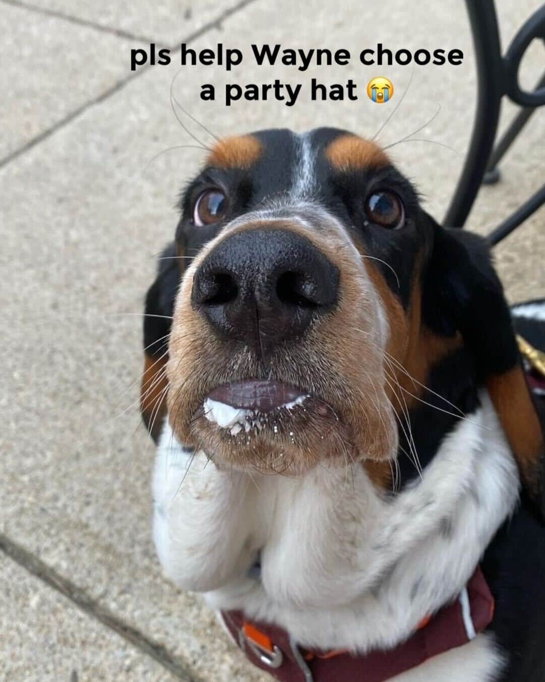 BarkBoxのインスタグラム：「this is a tough decision 😩 he looks so good in both hats 🤩⁠ ⁠ 📸: @therealwalterbasset⁠」