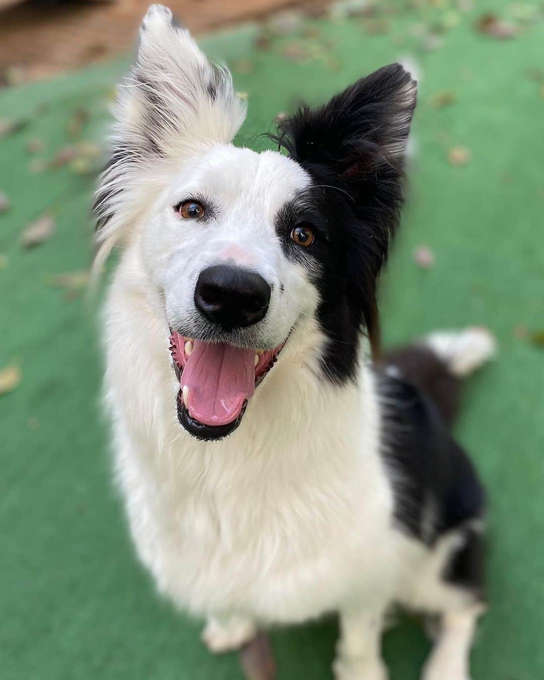 Bruna Unzuetaのインスタグラム：「Dog selfie do Washington e Afonso no @dogbalance 🩵 o hotel q eles ficaram enquanto a mamis tava trabalhando 🥰」