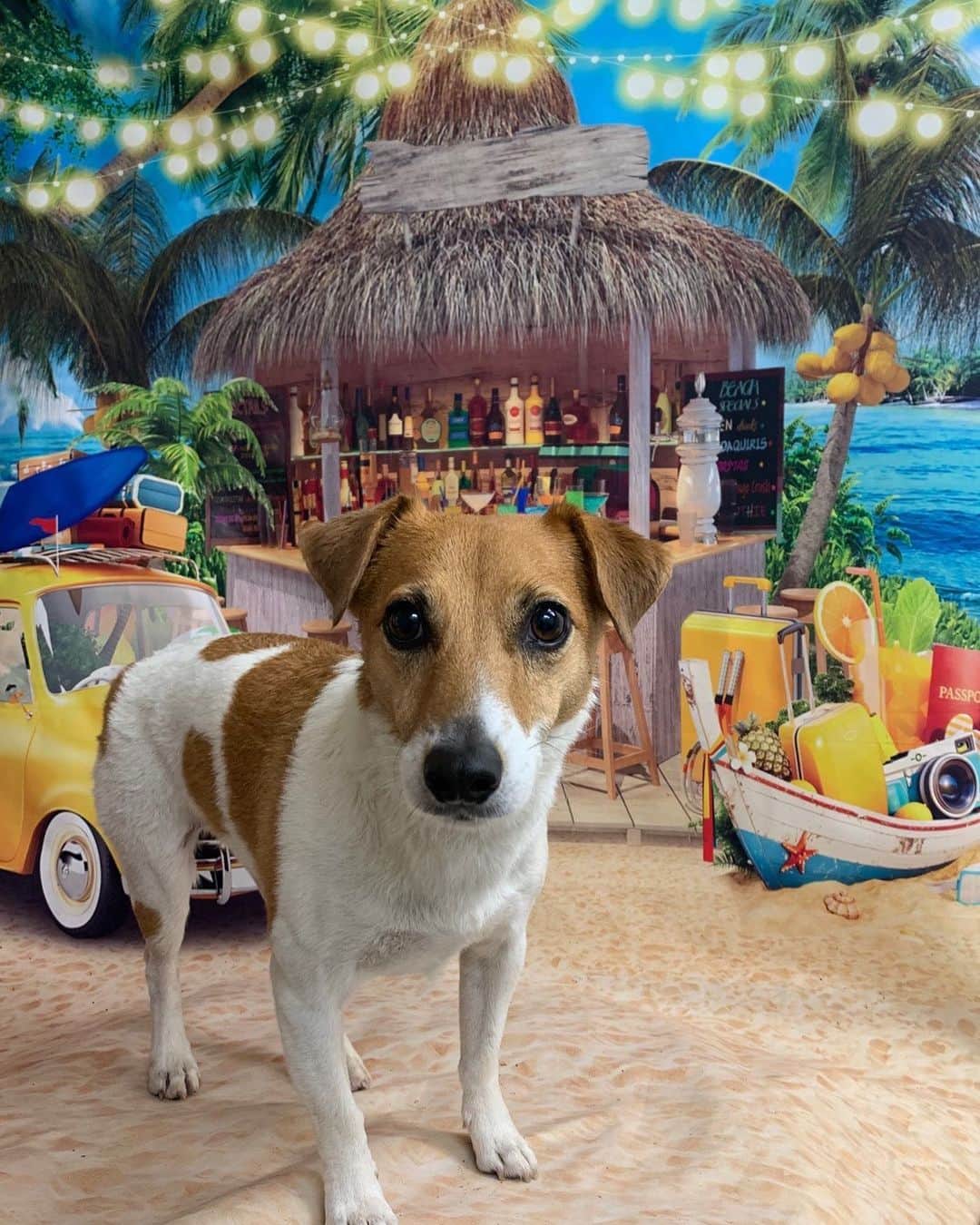 清浦夏実のインスタグラム：「実家の犬、ウィリアム公の近影。  どうした…？？と思ったらお店でシャンプーをしてもらうとサービスで四季折々の記念撮影をしてくれるらしいです。  #犬 #dog #jackrussellterrier #william #忠犬 #ウィリアム公 #実家の犬 #6歳 #保護犬 #バカンス #海 #砂浜 #ビーチ #beach #夏 #summer #bar  #夏休みの過ごし方 #真顔」