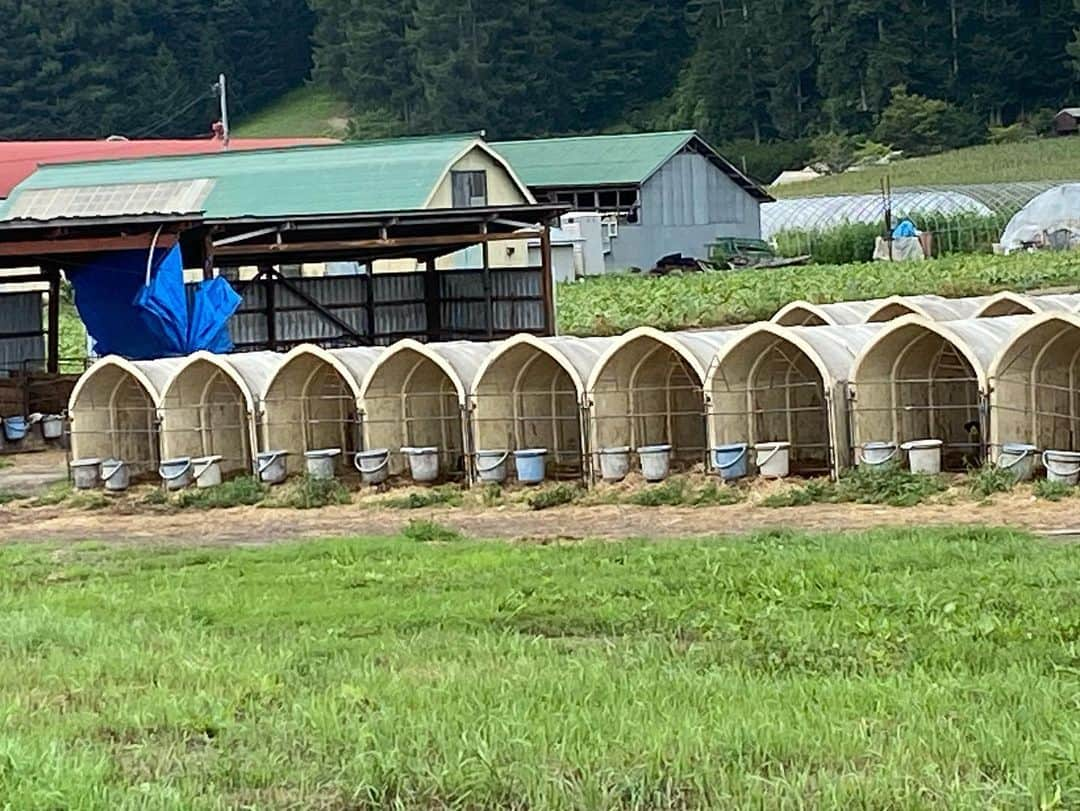 西川隆宏さんのインスタグラム写真 - (西川隆宏Instagram)「子牛達が可愛い」8月15日 11時33分 - niehya