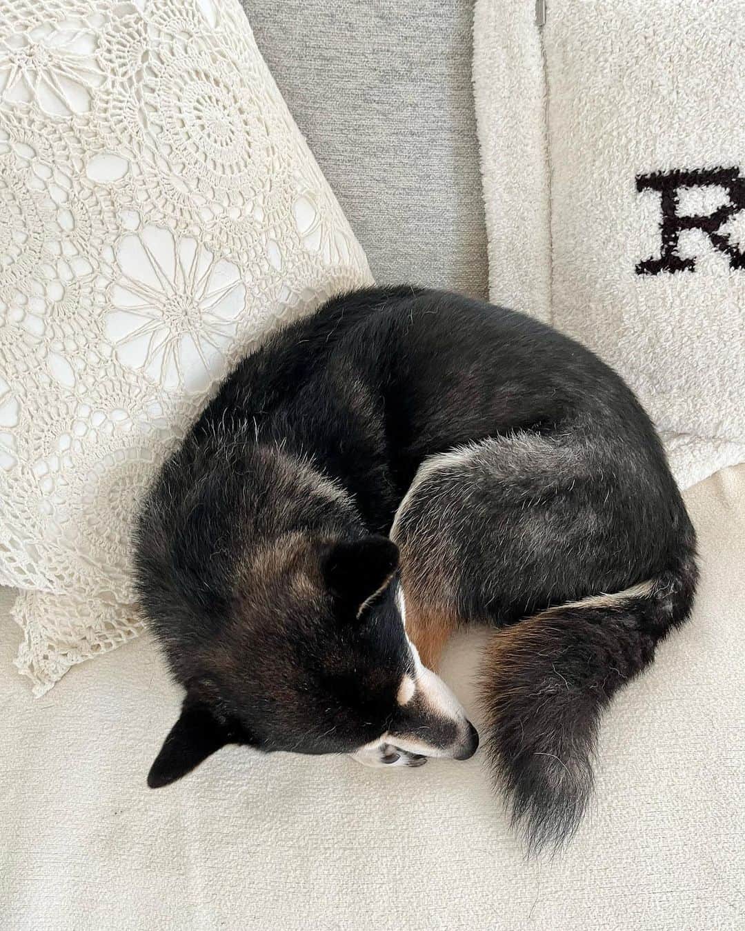高見恭子さんのインスタグラム写真 - (高見恭子Instagram)「君の寝息聞こえる距離のしあわせ  #cat#catlove  #catanddog #catphoto #americancurl  #猫と犬のいる暮らし  #doglife #doglover  #shiba#shibainu  #kuroshiba」8月15日 11時49分 - takami_kyoko