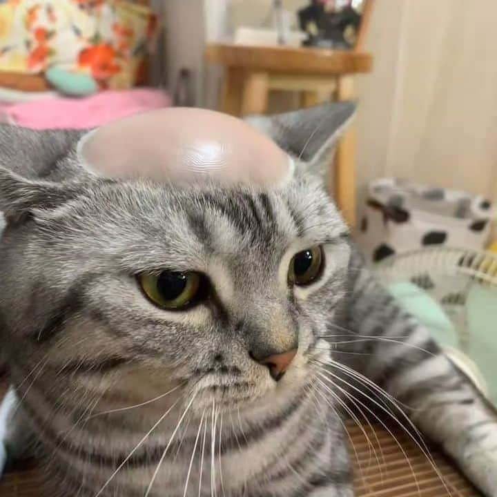 Aww Clubさんのインスタグラム写真 - (Aww ClubInstagram)「Bald due to stress  #meowed #cutecat #cat #nudebra #bald #stress」8月15日 12時00分 - meowed