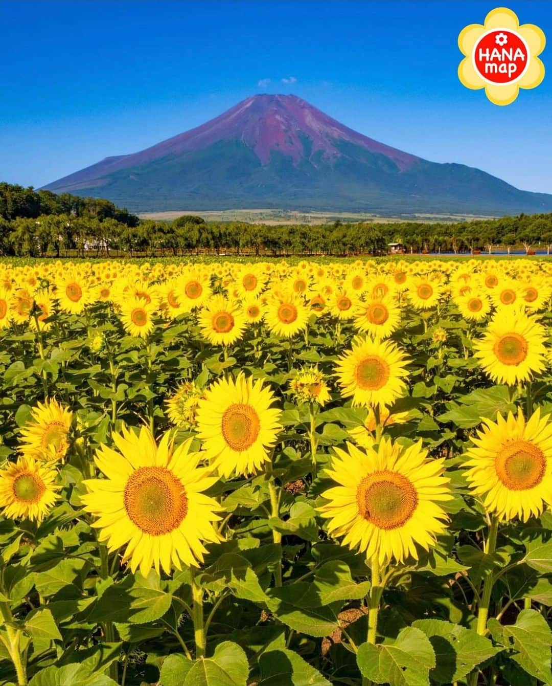 はなまっぷ❁日本の花風景のインスタグラム