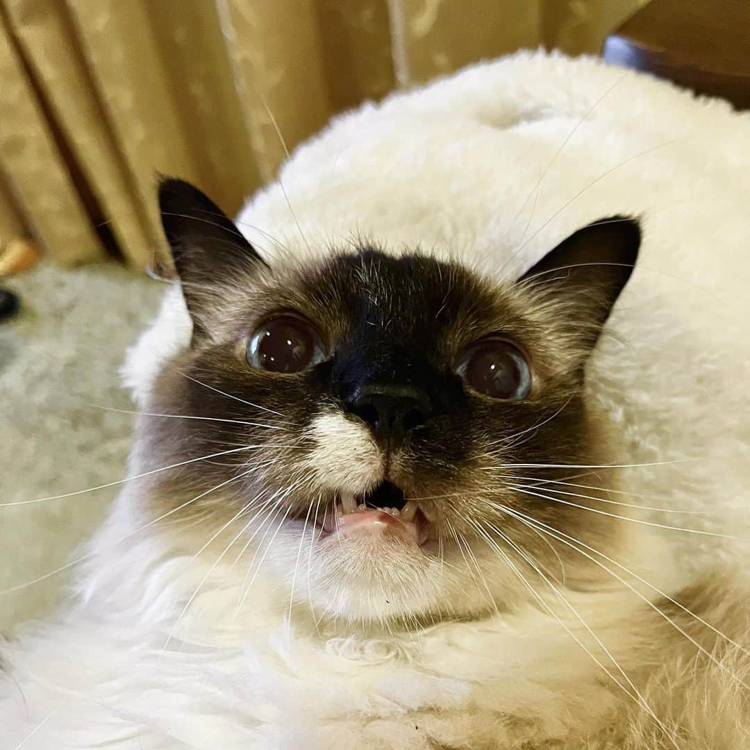 takegaeruのインスタグラム：「相変わらずの表情ですね😆  #cat #猫 #ragdoll #ラグドール #ホワイトポッチーズ」