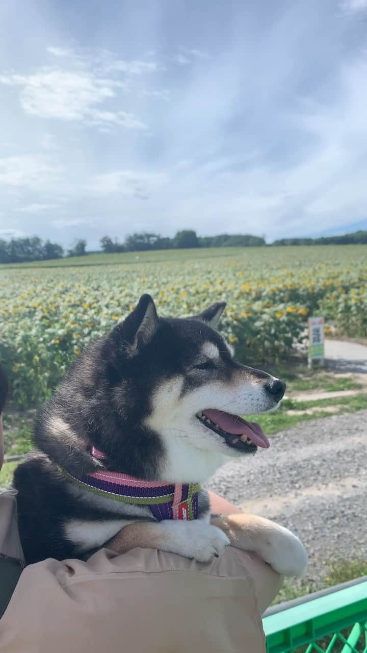 吾子のインスタグラム：「・ ・ #北竜町ひまわりの里 🌻🌻🌻🌻🌻 ・ あこわん初訪🐶🩷暑かった ・ 良い写真撮れたかなあ📷 ・ ・ ・ ・ ・ ・ ・ ・ ・ #ひまわり #北竜町  #sapporo  ・ 北海道の柴犬 #柴北会 の皆ワン🐶暑い日は水いっぱい飲もう〜🐶✨ ・ #adorable #instadog#shibainu#dog#柴犬ライフ #instashiba#柴犬マニア #9gag #barked #kuroshiba#socute #cutedog#いぬのきもち #黒柴 #dogstagram_japan」