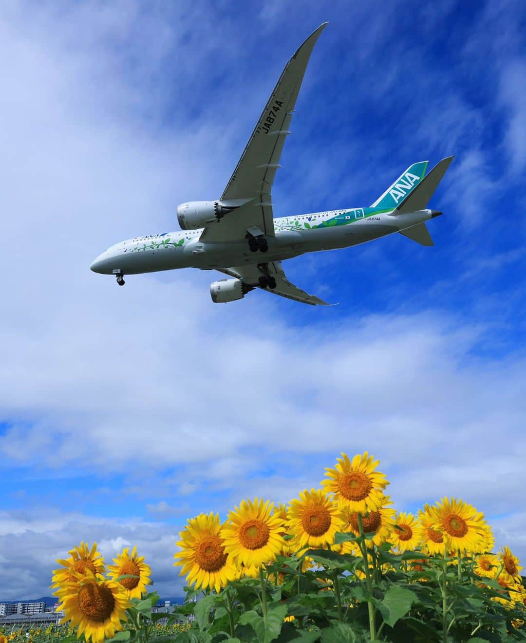 All Nippon Airwaysのインスタグラム：「Sunflowers in the summertime melt our hearts ☀️🌻 💙  📷: Thank you @fly_away_takkun for taking this amazing photo! #Regram #FlyANA #AllNipponAirways」