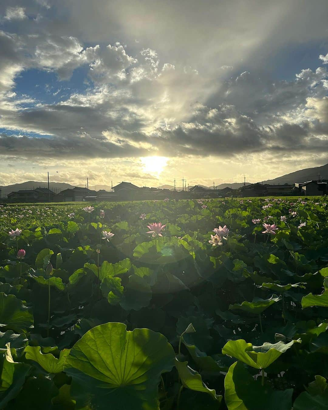 松井絵里奈さんのインスタグラム写真 - (松井絵里奈Instagram)「🪷 2023.08.10 am5:00 早起きをして… 藤原宮跡へ。  美しい蓮の花と虫の声。  懐かしい地元 奈良県橿原市 (かしはらし)の空気。  朝の清々しい時間。 佇んでいるだけで幸せが溢れてきました。  歴史を感じるこの場所が大好き。  何度も何度もありがとうございます🙏🏻って言いながら、 朝日を眺めていたら、 優しい霧のような雨が降ってきて 後ろを振り向けば… 虹がかかっていました。  こんなに、はっきりくっきりした 虹に出会えるなんて。🌈  その奇跡にも感謝が溢れました。  @kashihara_official   #kashi_iro #奇跡の連続 #1日を大切に #蓮の花 #蓮の花の命は4日間  #美しく咲く #ありがとう #自然がおりなすサプライズ #美しい調べ #かしはら散歩 #奈良県橿原市 #かしはらし #奈良愛 #大和三山 #松井絵里奈」8月15日 22時39分 - erina74xx