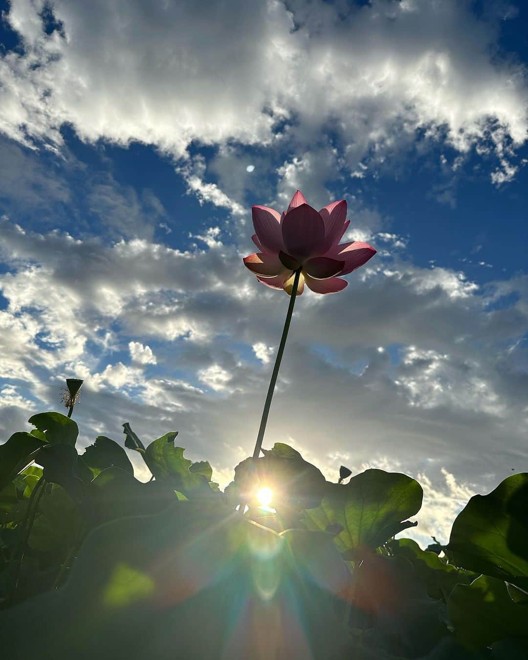 松井絵里奈さんのインスタグラム写真 - (松井絵里奈Instagram)「🪷 2023.08.10 am5:00 早起きをして… 藤原宮跡へ。  美しい蓮の花と虫の声。  懐かしい地元 奈良県橿原市 (かしはらし)の空気。  朝の清々しい時間。 佇んでいるだけで幸せが溢れてきました。  歴史を感じるこの場所が大好き。  何度も何度もありがとうございます🙏🏻って言いながら、 朝日を眺めていたら、 優しい霧のような雨が降ってきて 後ろを振り向けば… 虹がかかっていました。  こんなに、はっきりくっきりした 虹に出会えるなんて。🌈  その奇跡にも感謝が溢れました。  @kashihara_official   #kashi_iro #奇跡の連続 #1日を大切に #蓮の花 #蓮の花の命は4日間  #美しく咲く #ありがとう #自然がおりなすサプライズ #美しい調べ #かしはら散歩 #奈良県橿原市 #かしはらし #奈良愛 #大和三山 #松井絵里奈」8月15日 22時39分 - erina74xx