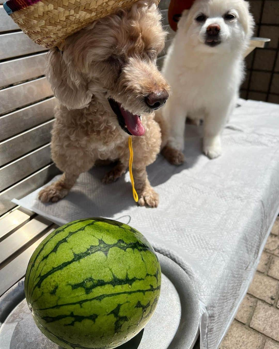 速水もこみちのインスタグラム：「① コロさん　　わースイカー！🍉 モンさん　　うぉ！食いてー！ ② コロさん　　モンちゃんよろしくねー！ モンさん　　よし！俺にまかせろ！ ③ モンさん　　アチョーーー！ ④ コロさん　　カプカプ　カプカプ（食べてる） ⑤ モンさん　　う、、、うまっ！ ⑥⑦ コロさんモンさん　　zzzzzzzzzzz  この日はスイカを楽しんだのであーる。  #まめころモンロー #コロさん #モンローさん #まめころ #スイカ #スイカ割り #カラテチョップ #わん #お昼寝 #わん夏休み #夏の思い出」