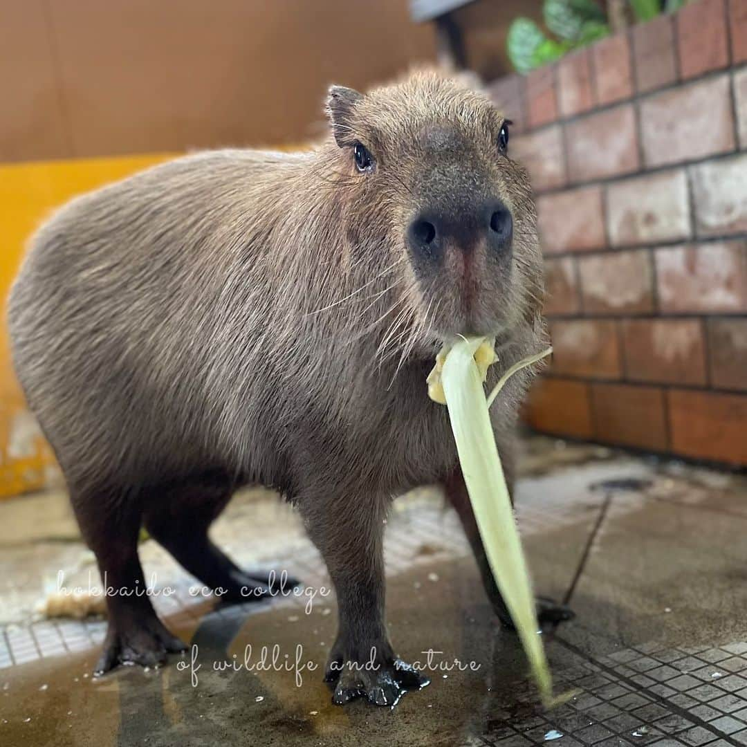 hokkaidoecoのインスタグラム：「とうきびむしゃむしゃ🌽  #北海道エコ #動物 #専門学校 #動物専門学校 #動物好きな人と繋がりたい #北海道エコ動物自然専門学校 #動物のいる暮らし #animals #animalphotography #カピバラ #カピバラ好きと繋がりたい  #かぴばら #kapibara」