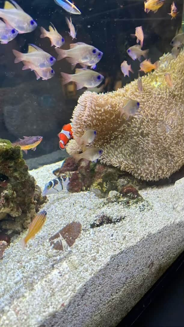 繁田梨世のインスタグラム：「京都水族館に数年ぶりに行ってきました🐟 . 大好きなクラゲもいてトンネルの中通るとクラゲが近くで泳いでるみたいな気分に🪼  . . 数年前より進化しててびっくり🙄」