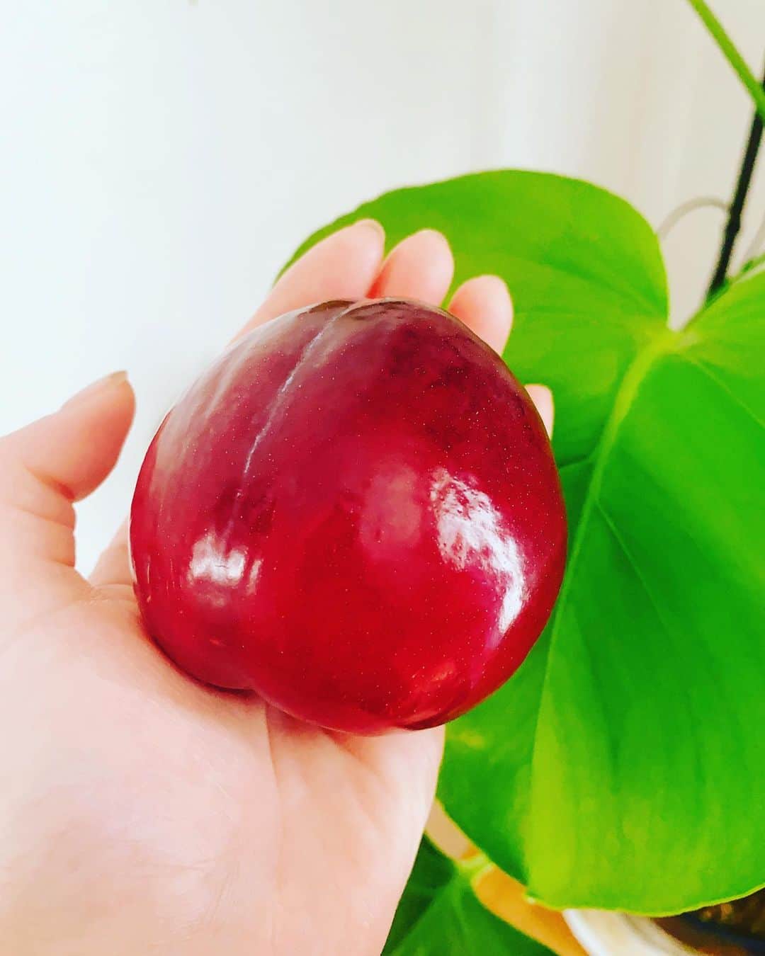 YUKA のインスタグラム：「つやんつやんのプラム。 かわいい、かわいい。」
