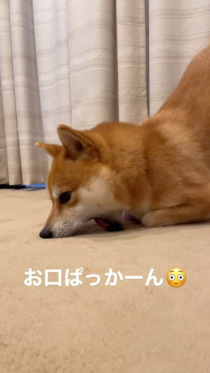 PECO いぬ部のインスタグラム：「「ホリホリからの……😂」  ㅤㅤ 今回素敵な投稿をしてくださったのは… @wasa.mooooochan さん（もずくくん） 他にも素敵なお写真がたくさんあるので ぜひ遊びに行ってみてね♪ ㅤㅤ ㅤㅤ ㅤㅤ 〖 #pecoいぬ部（ #ペコねこ部 ） 〗をつけてご投稿いただくと PECOのSNSで楽しくご紹介させていただきます😋 フォロー&コメントお待ちしています✨ ㅤㅤ ㅤㅤ  ============================== @pecodogs（ @pecocats ）☚YouTubeでも可愛いワンコ（ニャンコ）紹介中🐶💕 ==============================  #犬のいる暮らし #犬部 #犬好きな人と繋がりたい #dogstagram #doglover #멍스타그램 #개스타그램 #柴犬 #shibainu #お口パッカーン #おててないない #可愛い #謎ルーティン」