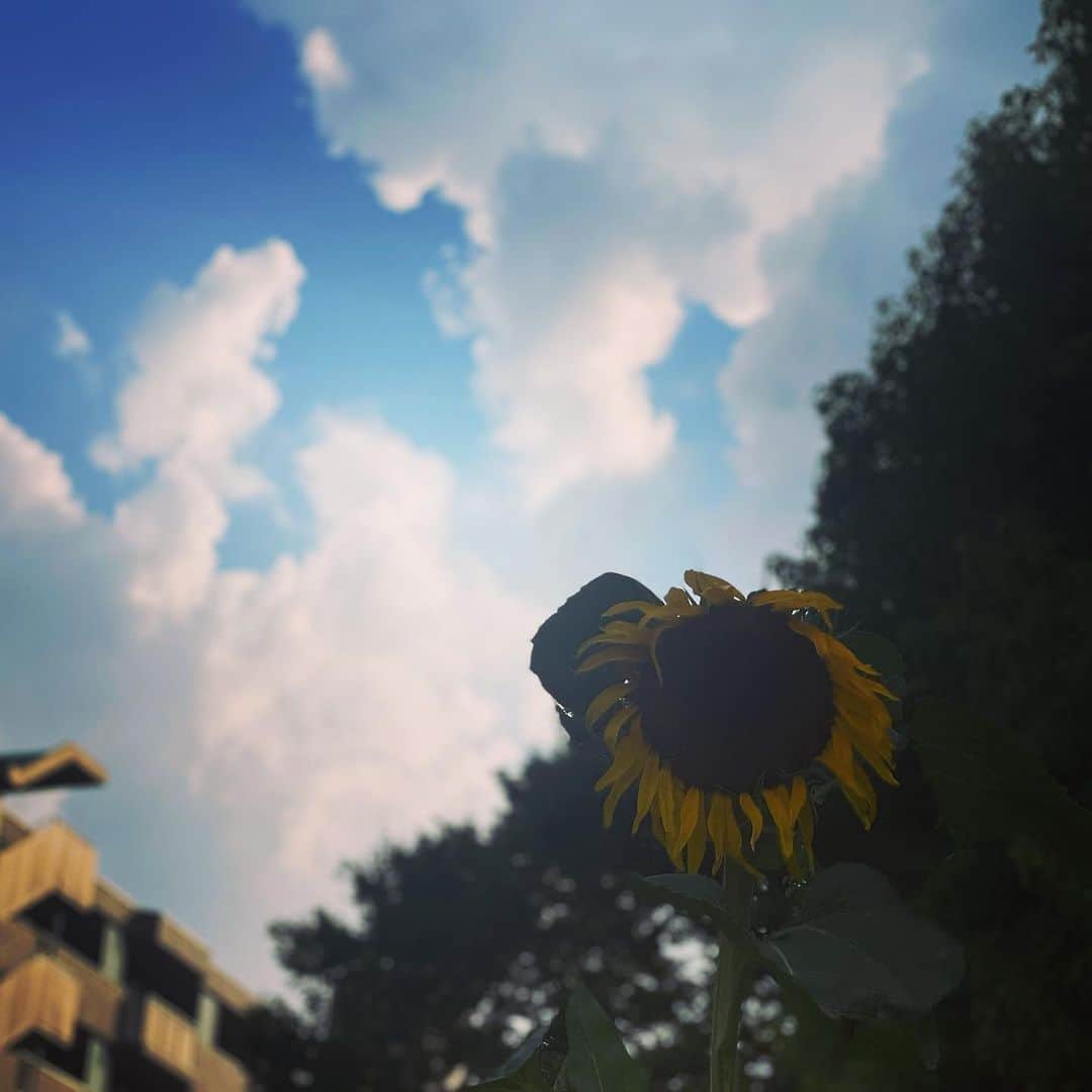 一三さんのインスタグラム写真 - (一三Instagram)「#向日葵 と#夏の空。」8月15日 17時17分 - ichizou.co.jp
