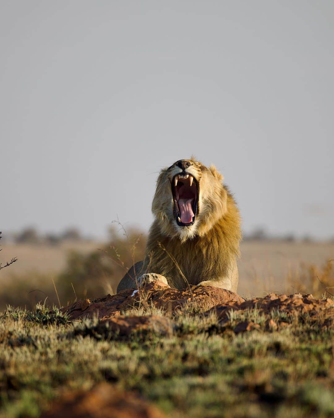 Kevin Richardson LionWhisperer さんのインスタグラム写真 - (Kevin Richardson LionWhisperer Instagram)「From adorable cub to majestic king of the savannah. Just over 3 years of growth, grace, and fierce determination. I’ve enjoyed the privilege of witnessing this lion grow up. #LionKing #TimeFlies」8月15日 23時25分 - lionwhisperersa