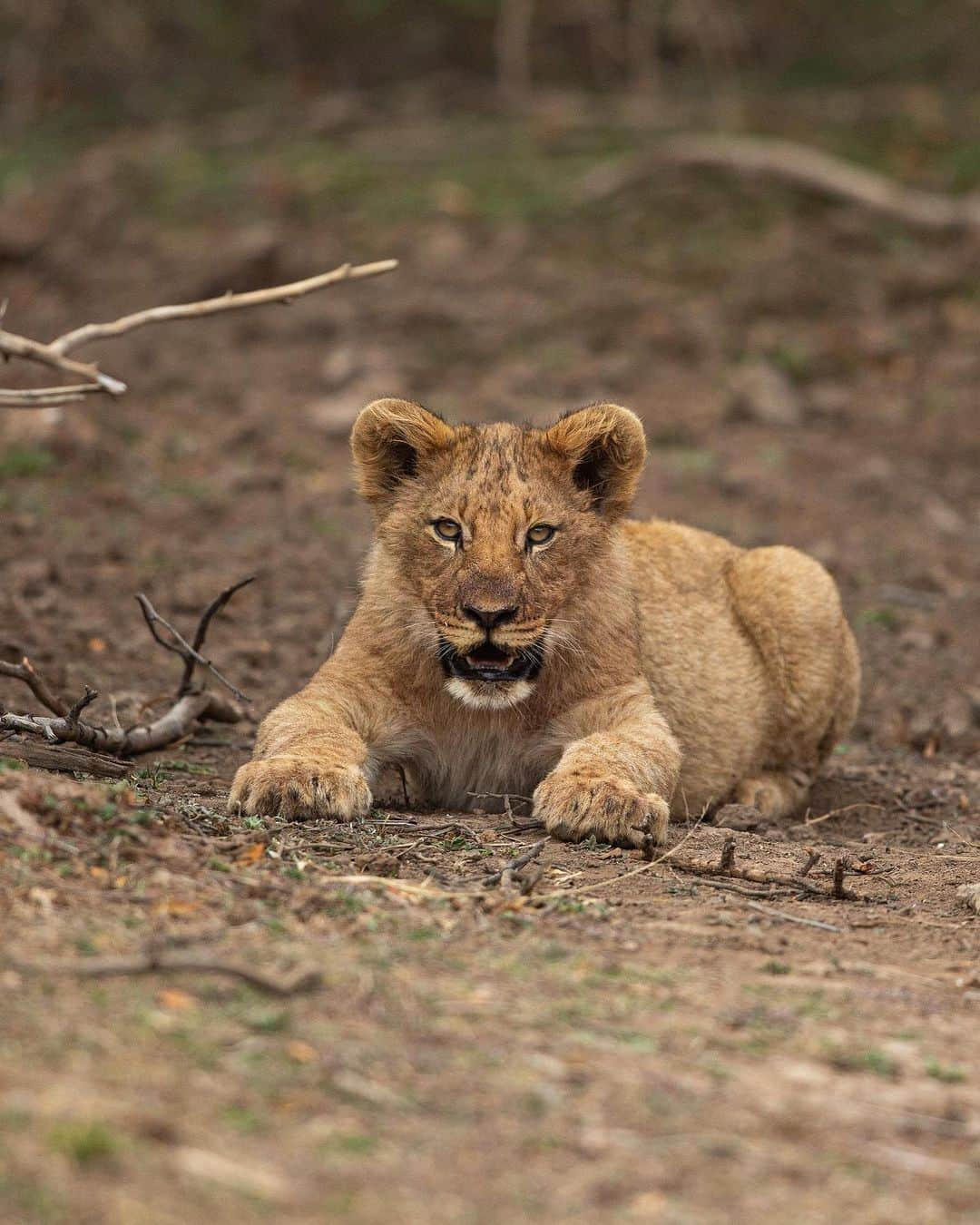 Kevin Richardson LionWhisperer のインスタグラム