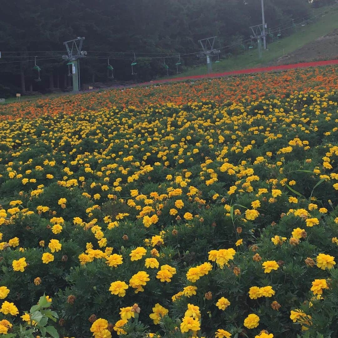 鈴木夏未さんのインスタグラム写真 - (鈴木夏未Instagram)「中富良野にて  ♪♪♪♪♪♪♪♪♪♪♪♪♪♪♪♪♪♪♪♪♪♪♪♪♪♪  強風でリフト中止 ↓ 自力で登る←楽しい♪ ↓ 眺めは良いけど 自力で降りる眺めは リアルな急斜面が怖かった！  ♪♪♪♪♪♪♪♪♪♪♪♪♪♪♪♪♪♪♪♪♪♪♪♪♪♪  #中富良野  #眺め  #北海道  #北海道旅行」8月15日 18時44分 - natyumisuzuki