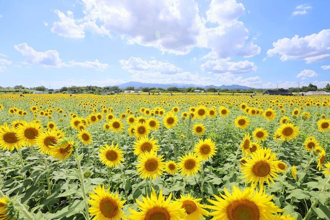 kiccyomuのインスタグラム：「☁️ 2023.08.15 Tue #座間ひまわりまつり 55万本の #向日葵 🌻 ちょっと高台からの眺めは 一面の向日葵🌻に感動😊📸  ひまわりまみれ🌻 だって😅  台風🌀大丈夫でしょうか？ こちらは大丈夫です😊  location #神奈川 ❣️ 📷撮影 2023年8月11日」