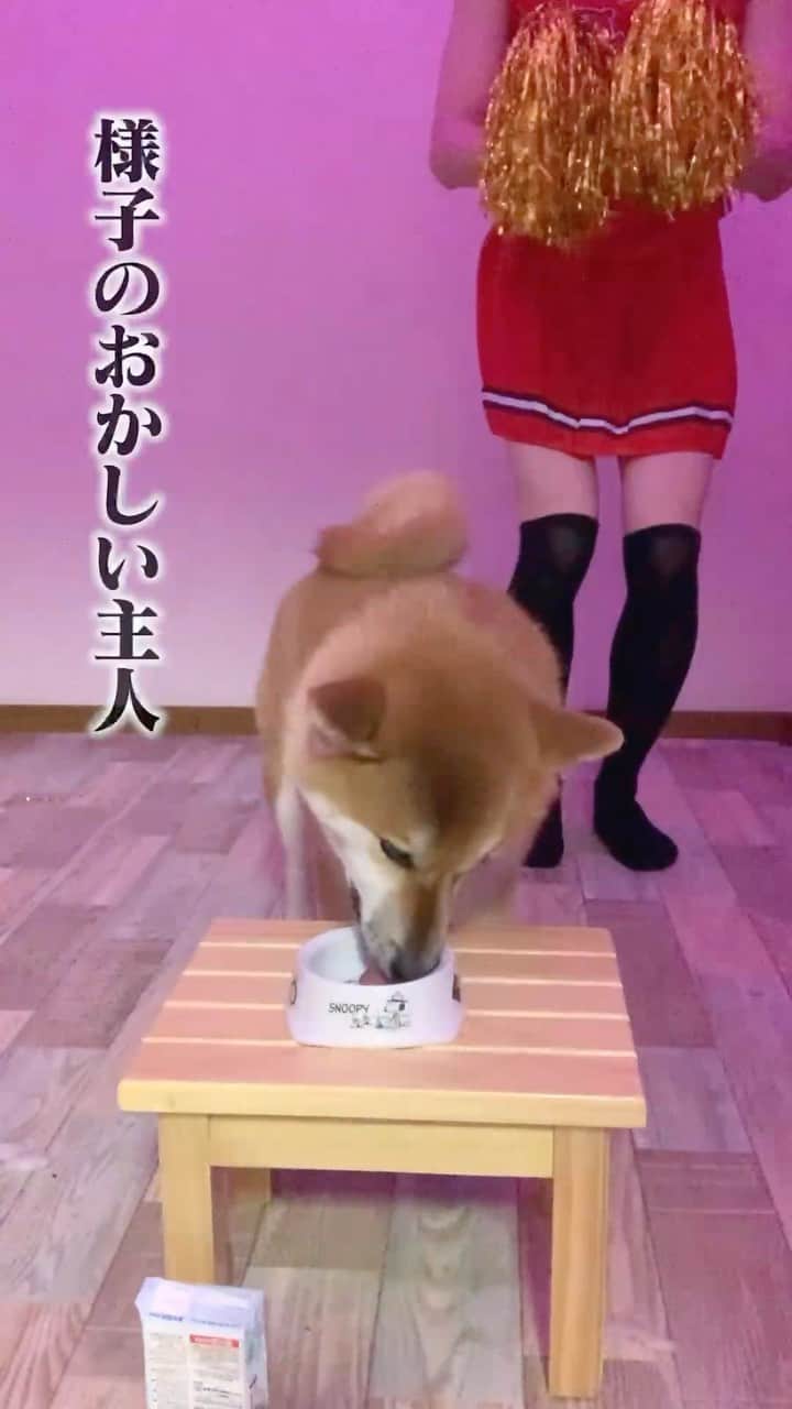 和風総分家のインスタグラム：「飼い主を飼育する柴犬こまちゃん#short」