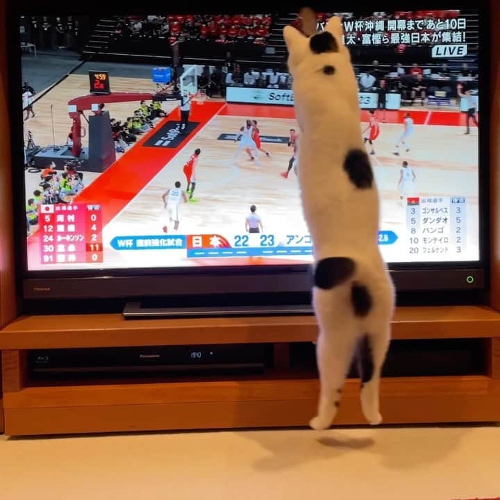 猫ラボのインスタグラム：「バスケWカップに向けてウォームアップを始めました #福ちゃんとテレビ」
