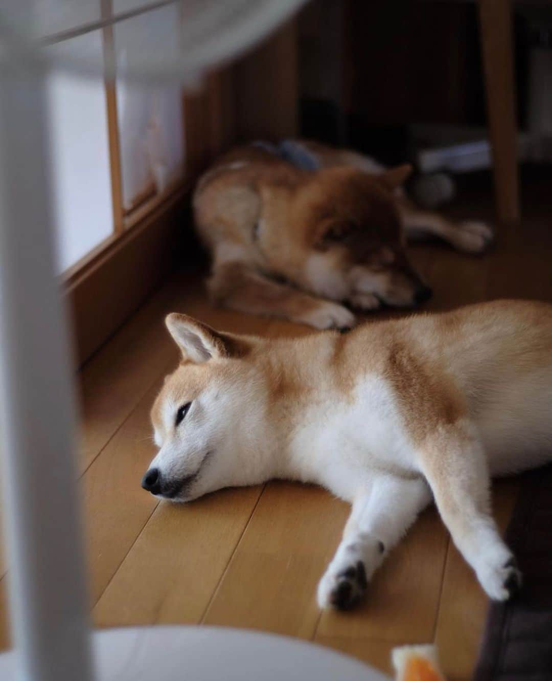 柴スナップさんのインスタグラム写真 - (柴スナップInstagram)「Bon🇯🇵」8月15日 20時04分 - shiba_snap