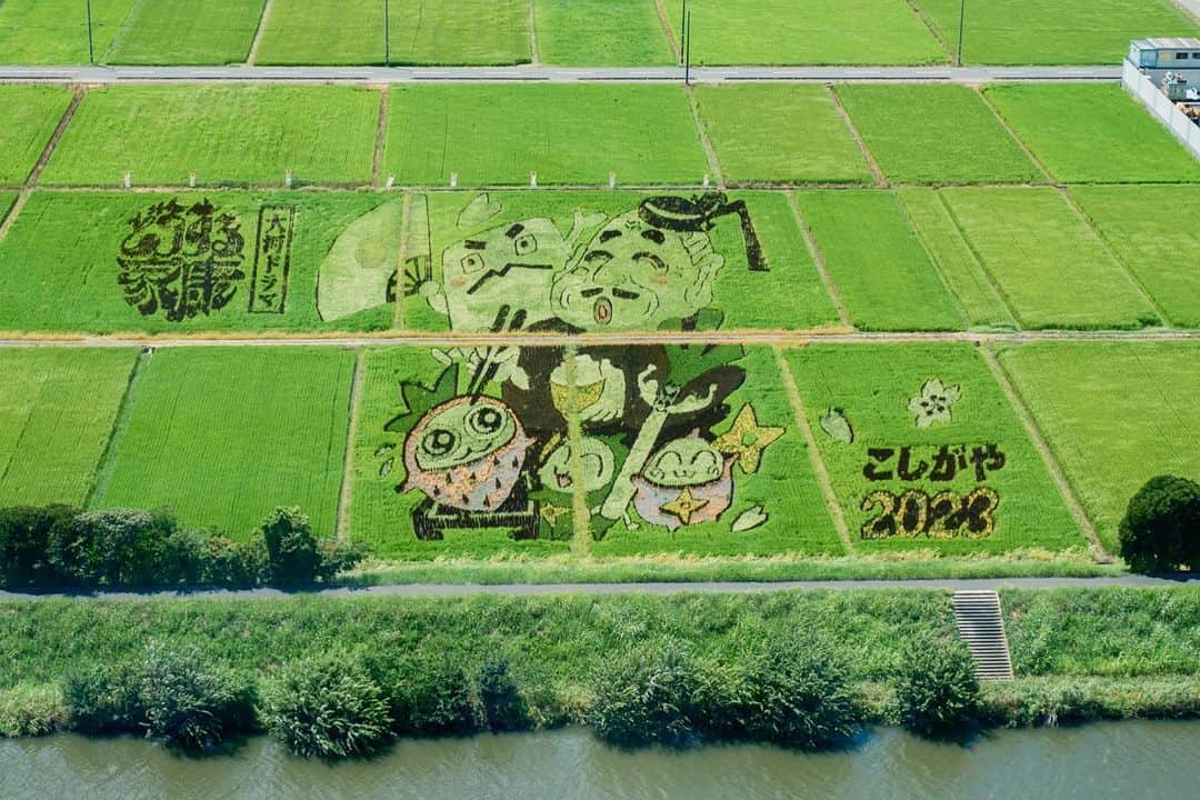 あすかのインスタグラム：「・ #越谷田んぼアート  ６月に田植えをして ８月に育ったアートを 展望台から見てきました。  初めての田植えは 家族とお友達家族と みんなでワイワイ楽しかったな。  私達は扇の白い部分の 田植えを担当しました。 見に行ったときは 少し見頃が過ぎてたけど 7月の写真が置いてあり(6枚目) 扇もきれいに白く埋め尽くされてて 大成功で一安心🙌 ・」