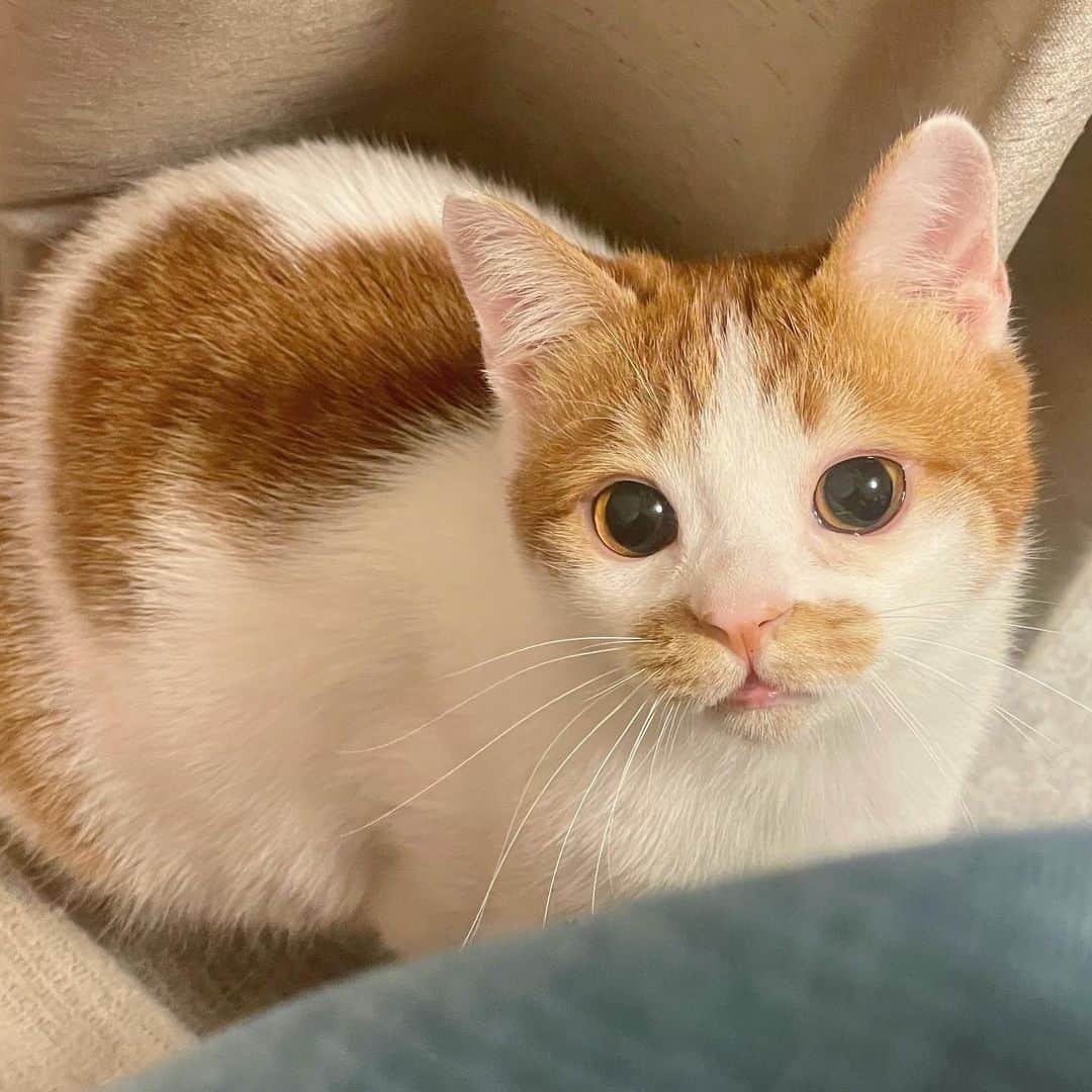 木下ひなこのインスタグラム：「おめめきゅるるん🥹💕 @kinako_chachamaru  今日も可愛い兄弟🐱🐱  #保護猫#保護猫と暮らす#保護猫出身#猫#ねこすたぐらむ#ねこのいる生活#cat#catstagram」