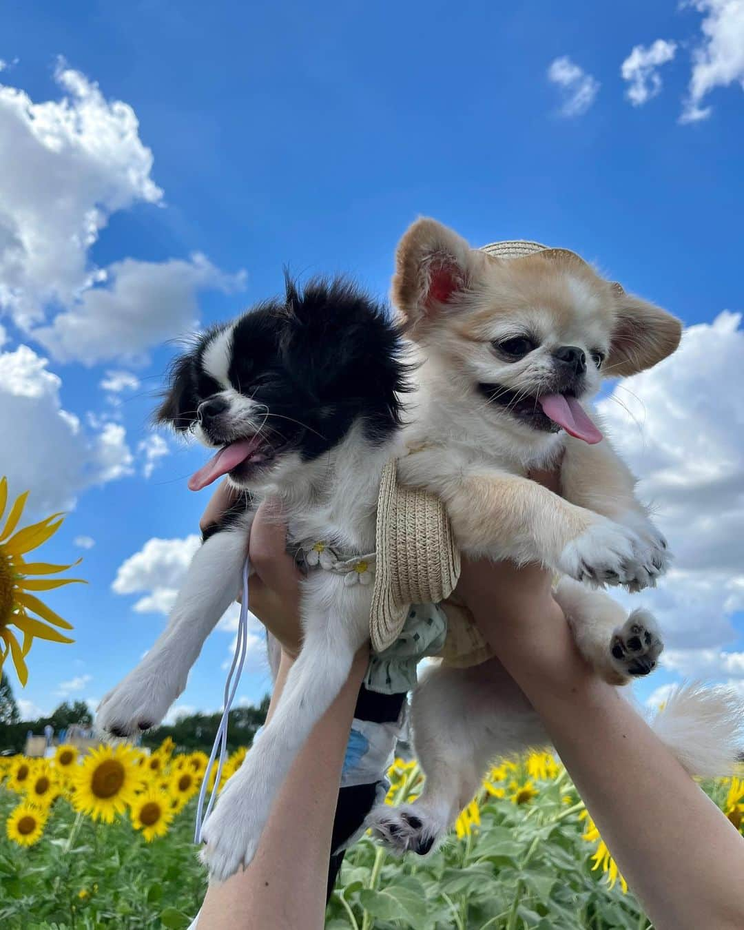 下平夏奈のインスタグラム：「神奈川県座間市のひまわり畑へ ピノパル行ってきました🐶👒  初めて見たひまわり畑に笑顔満開🌻 そんな2ぴきを見れて 飼い主も嬉しかったーー！！！  暑かったので滞在時間は30分✨  充実した楽しい時間になりました♪  一緒に行ってくれた くーちゃん、うるちゃん、ママさん @knut_uru_pomechi  ありがとう〜🐶  ———————  #ひまわり #ひまわり畑 #向日葵 #向日葵畑 #sunflower  #犬 #犬のいる暮らし #犬のいる生活 #座間市ひまわり祭  #ペキチワ #チワペキ #ペキチー #子犬 #パピー犬 #多頭飼い  #多頭飼いの幸せ  #鼻ぺちゃ犬 #鼻ぺちゃ部 #鼻ぺちゃわんこ　 #甘えん坊犬 #甘えん坊わんこ  #あまえんぼう犬  #Chihuahua #pekingese #pekistagram #dog」