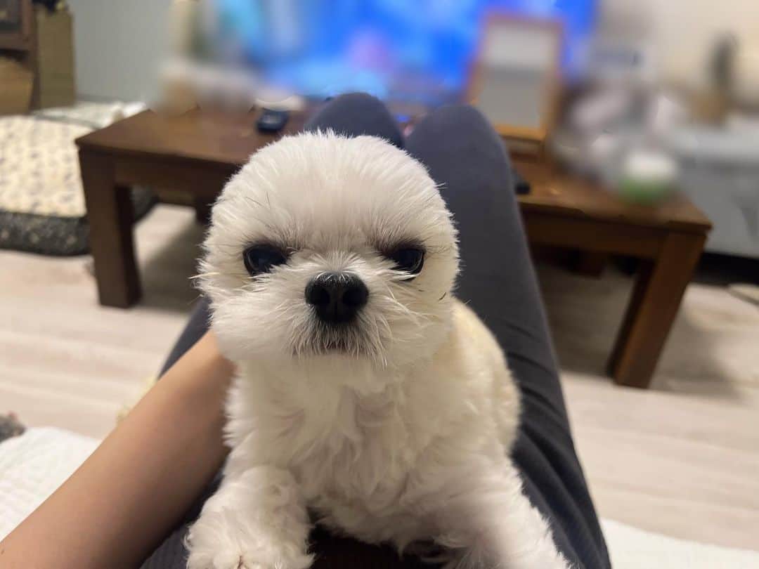のインスタグラム：「. #アザラシ  #🦭  #おちゃわんくん  #お耳はどこへ  #チワペキ」