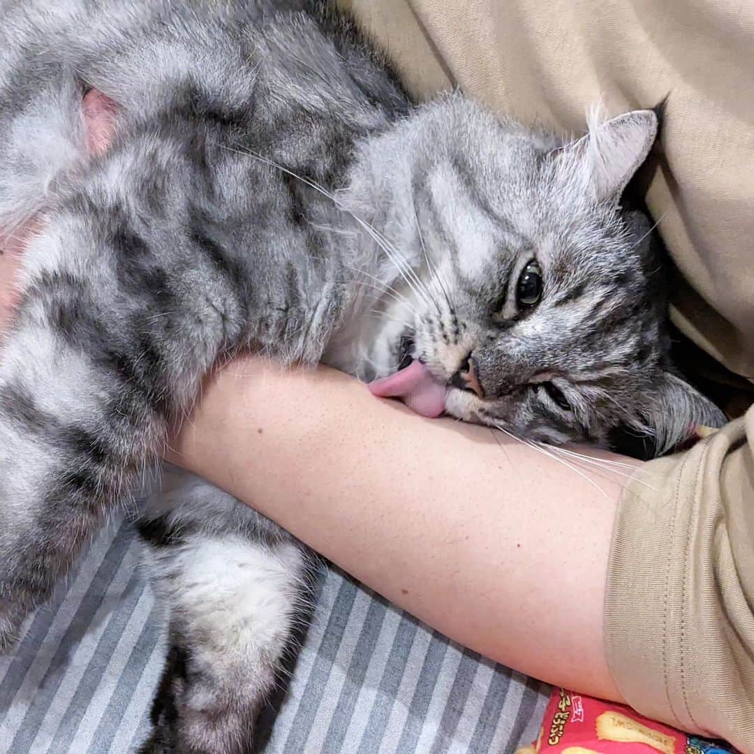 松原真琴のインスタグラム：「ミサワさん腕ペロペロ甘え猫」