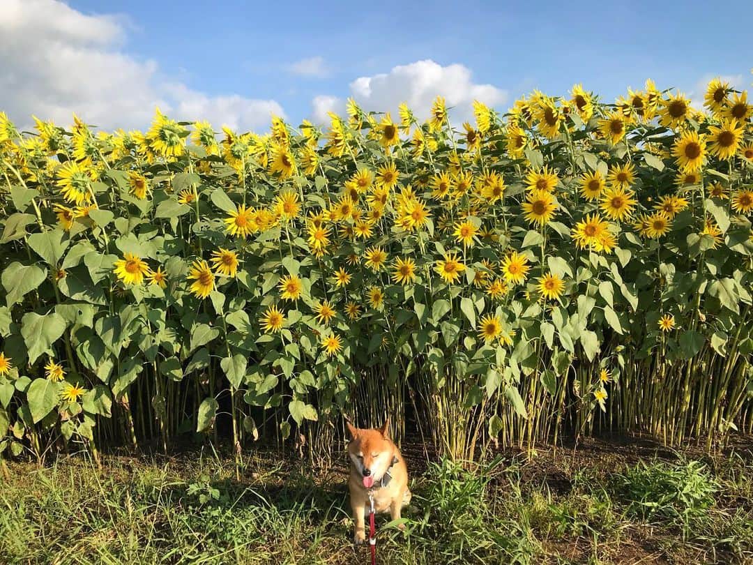 柴犬はなこ Shibainu Hanakoさんのインスタグラム写真 - (柴犬はなこ Shibainu HanakoInstagram)「明日からまた通常運転👩🏻‍💼 元気だそうと思って向日葵でビタミンチャージ🌻🌻🌻 暑さも控えめでお散歩もできて良かった〜！さぁ、頑張って夏を乗り切ろう👊 #shibainu #shiba #dog #sunflower #犬 #柴犬 #向日葵」8月15日 21時43分 - kiki_beee