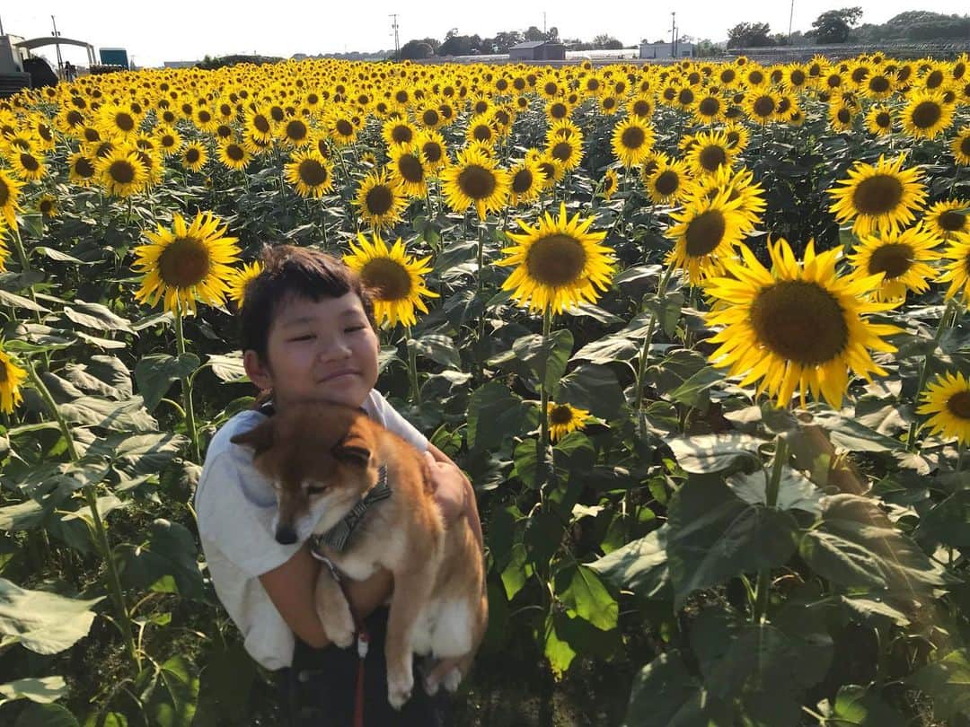 柴犬はなこ Shibainu Hanakoのインスタグラム：「明日からまた通常運転👩🏻‍💼 元気だそうと思って向日葵でビタミンチャージ🌻🌻🌻 暑さも控えめでお散歩もできて良かった〜！さぁ、頑張って夏を乗り切ろう👊 #shibainu #shiba #dog #sunflower #犬 #柴犬 #向日葵」