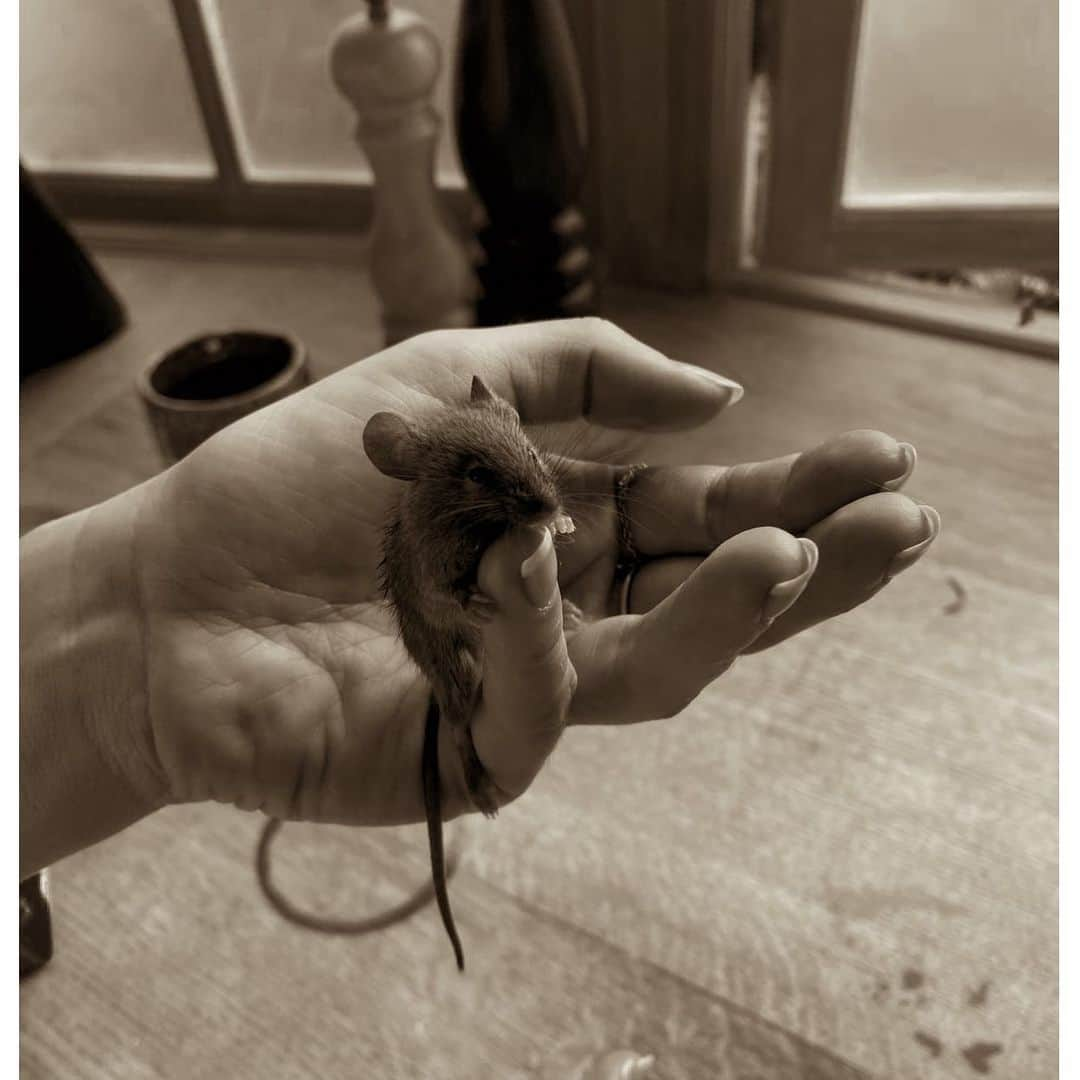 エマ・ワトソンさんのインスタグラム写真 - (エマ・ワトソンInstagram)「Lesser known fact - We had cats growing up and it was always my job in our family to “save the mice”. This guy I named Jerry. It was a pretty near miss because both the cat and the dog had him cornered under the settee. I really hope he doesn’t risk his health again for a chocolate digestive biscuit. It’s not worth it Jerry! I might not be there!!!!!!! 🙈🙈😩 happy Saturday all xxx」7月23日 5時41分 - emmawatson