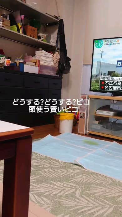 ピックのインスタグラム