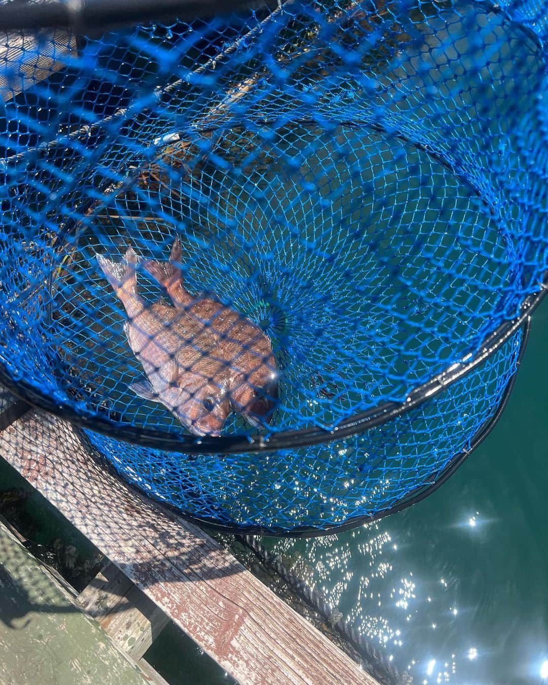 IIDA YURIさんのインスタグラム写真 - (IIDA YURIInstagram)「息子がハマり中の釣りへ🎣  姉も付き合わされてじゃのひれへ初めて行きました🚗  鯛を2匹までつれる釣り堀。  思ってた以上に早く釣れて15分で終了。  海でも沢山釣れました🎣🐟  #釣り堀 #じゃのひれフィッシングパーク  #淡路島 #魚釣り」7月22日 22時51分 - yurima_ma