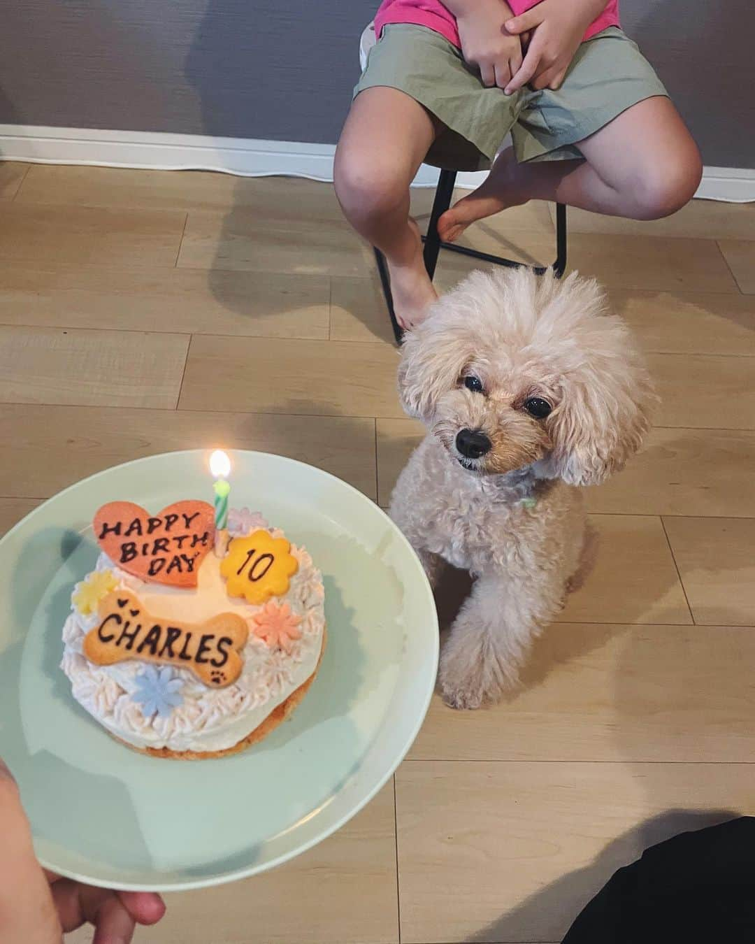 佐倉真衣さんのインスタグラム写真 - (佐倉真衣Instagram)「シャルルさん🩷 HAPPY BIRTHDAY‼︎‼︎ 🎂  10歳おめでとう✨✨✨  甘えん坊の不思議ちゃん🐾 この10年があっという間でした。 まだまだ元気いっぱい！ これからも楽しい時間を過ごそうね🫶🏻  #シャルルさん #charles #ビションプー #シャルルさん10th」7月22日 22時59分 - maitanaka20