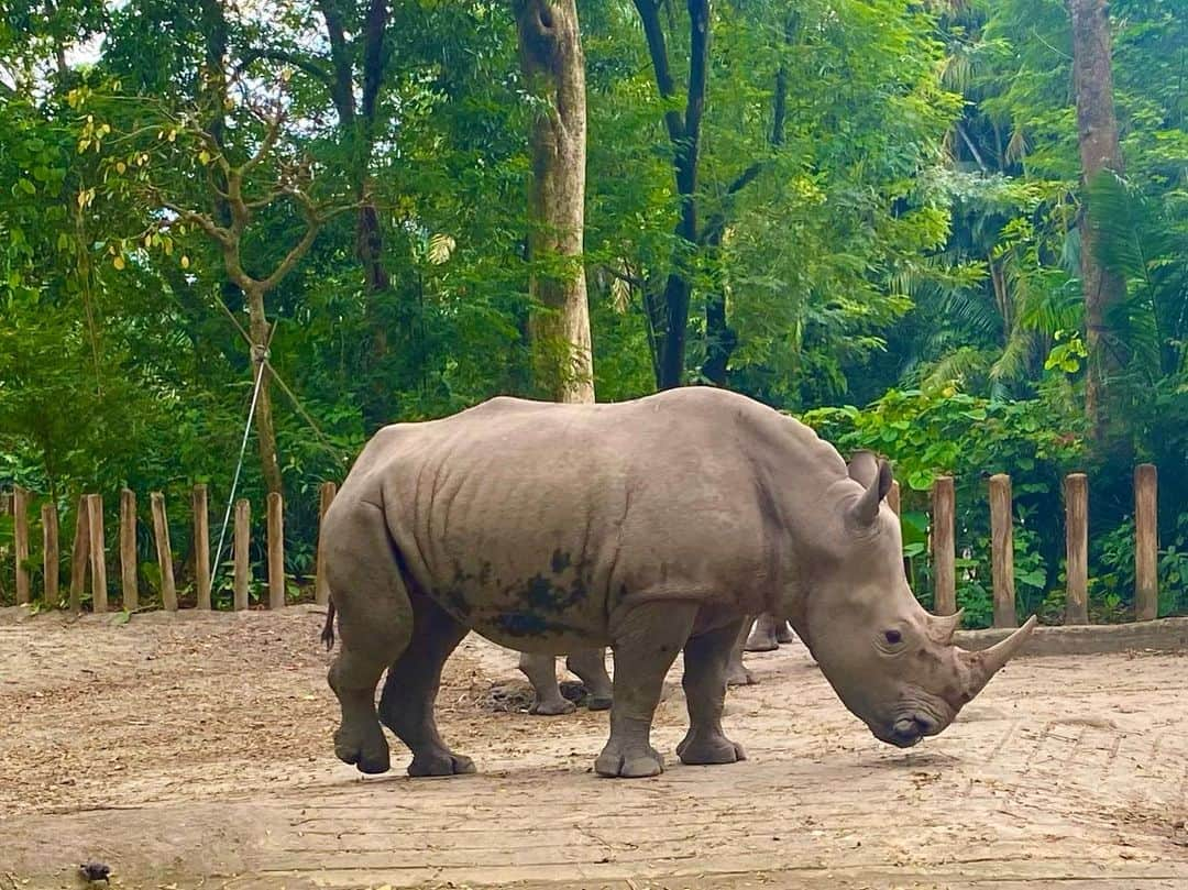 黒田瑞貴さんのインスタグラム写真 - (黒田瑞貴Instagram)「🐘🦒🦏🐊🦓🦚🐒 シンガポールのでっかい動物園ですー！  1日あっても回りきれないし、放し飼い？脱走？の子がちょくちょくいて…動物が自由でした😆  サイの飼育員さんのお姉さんに(この心許ない丸太では、サイが本気だしたら出てこれるのでは…)と思って質問すると🙋🏻‍♀️ 「この子は新人だから大丈夫👌それより貴方のバッグ超可愛い！」 と言われました😌うん！  すごく楽しかった🐘！  #シンガポール　#🇸🇬 #Singapore」7月22日 23時11分 - kurodamizuki_