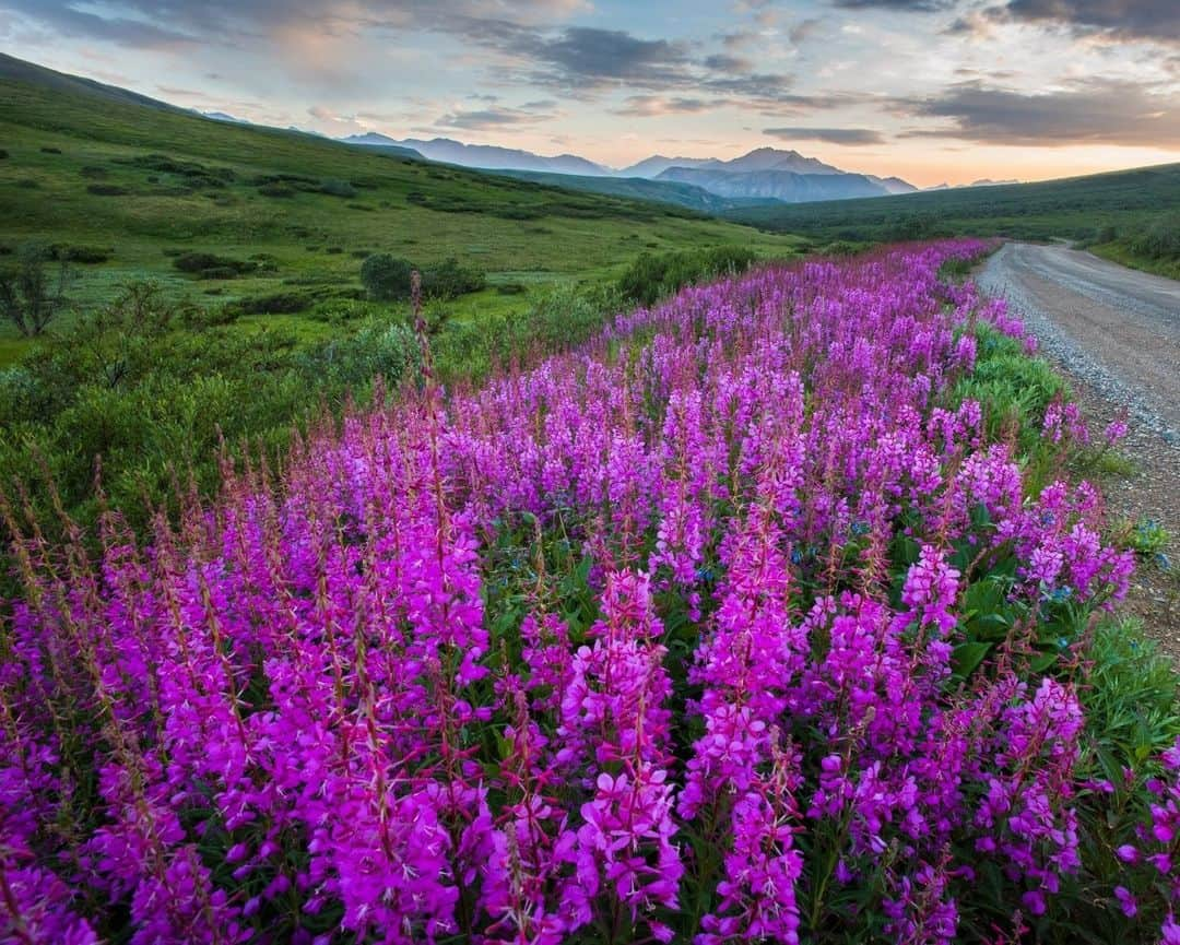 アメリカ内務省さんのインスタグラム写真 - (アメリカ内務省Instagram)「Mid to late July at @denalinps in Alaska means the bright and blazing fireweed is blooming!   A resilient plant that thrives across Alaska, it gets its name because it’s notoriously associated with fire landscapes. It quickly takes over disturbed areas, including fire scars and logged lands.   Flowers start blooming at the bottom of the stalk. By the time they reach the top, winter is just around the corner - some people say six weeks to the first snow.   Photo by E. Mesner / NPS   #publiclands #wildflowers #denalinationalpark #alaska #fireweed  Alt Text: Pink and purple fireweed flowers spring up along a gravel road, surrounded by green grass and mountains off in the distance.」7月22日 23時25分 - usinterior