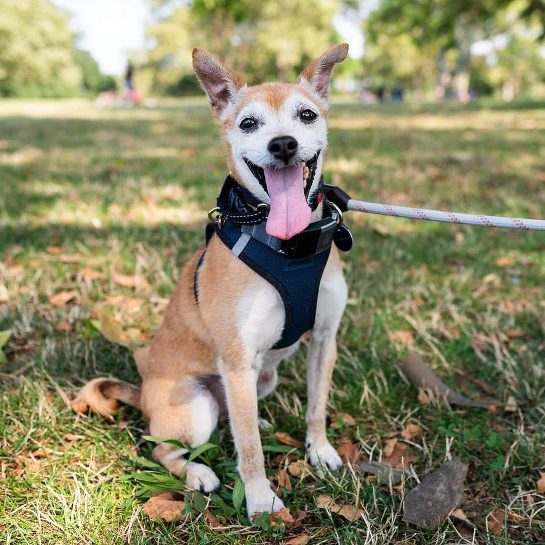 The Dogistさんのインスタグラム写真 - (The DogistInstagram)「ADOPTABLE: Buddy, mix (9 y/o), Brooklyn, NY • “He always wants to know you’re there – he snores with both eyes open just so he knows I’m there. He’s open to love. He’s great on the leash, and he’s friendly and tolerable to my bully dog. He’s missing most of his teeth, but the most important are the two in the front. He gets overlooked because he’s older. He just needs a chance.”   Buddy is adoptable now via @koreank9rescue!」7月23日 0時01分 - thedogist