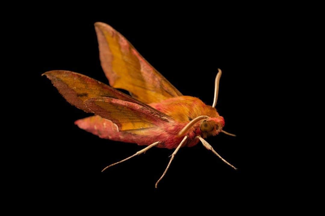 Joel Sartoreさんのインスタグラム写真 - (Joel SartoreInstagram)「Happy #MothWeek! This small elephant hawk-moth is just one of about 160,000 moth species known to science. Found throughout the world, moths are important indicator species, meaning that their numbers in any given area can tell researchers if an ecosystem is doing well or if conditions are deteriorating. They are also important pollinators for a variety of plants including orchids, and due to their abundance, they are a vital part of the food chain for both bats and birds. Photo taken @wwtslimbridge.   #moth #insect #animal #wildlife #photography #animalphotography #wildlifephotography #studioportrait #PhotoArk @insidenatgeo」7月23日 0時03分 - joelsartore