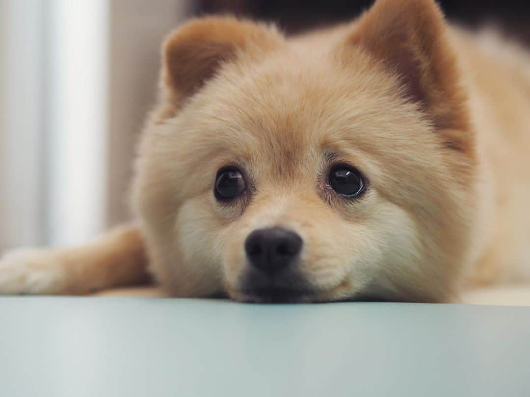 のインスタグラム：「もうすぐ誕生日なんですけど。 #名犬てけ #いぬすたぐらむ」