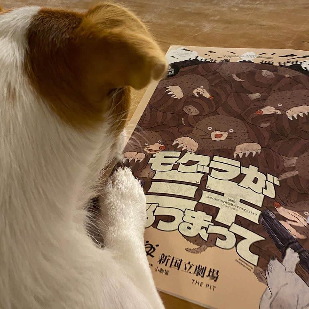 森本千絵さんのインスタグラム写真 - (森本千絵Instagram)「「モグラが三千あつまって」の イヌ族の相関図を舐め回すようにみるチャブ。  素晴らしい舞台であったことを伝えてはいるが、伝わってるだろうか。」7月23日 0時12分 - chiemorimoto_goen