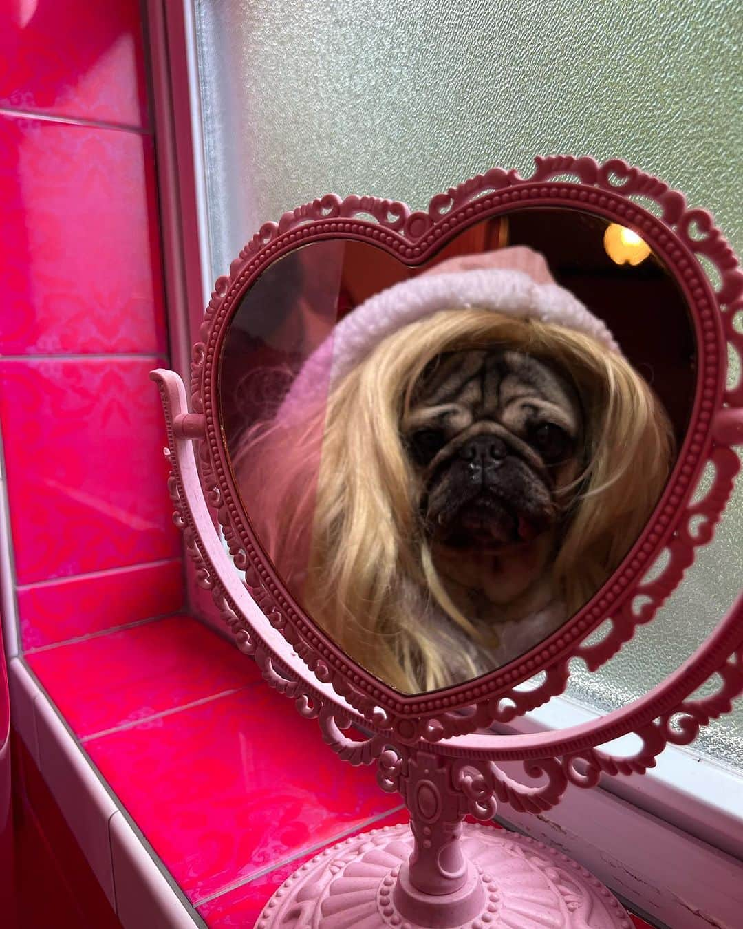 itsdougthepugさんのインスタグラム写真 - (itsdougthepugInstagram)「“I’m a Puggie girl, in a Puggie world!” -Doug  Tag someone who has made pink their entire personality recently 💗🎀🌸」7月23日 0時34分 - itsdougthepug