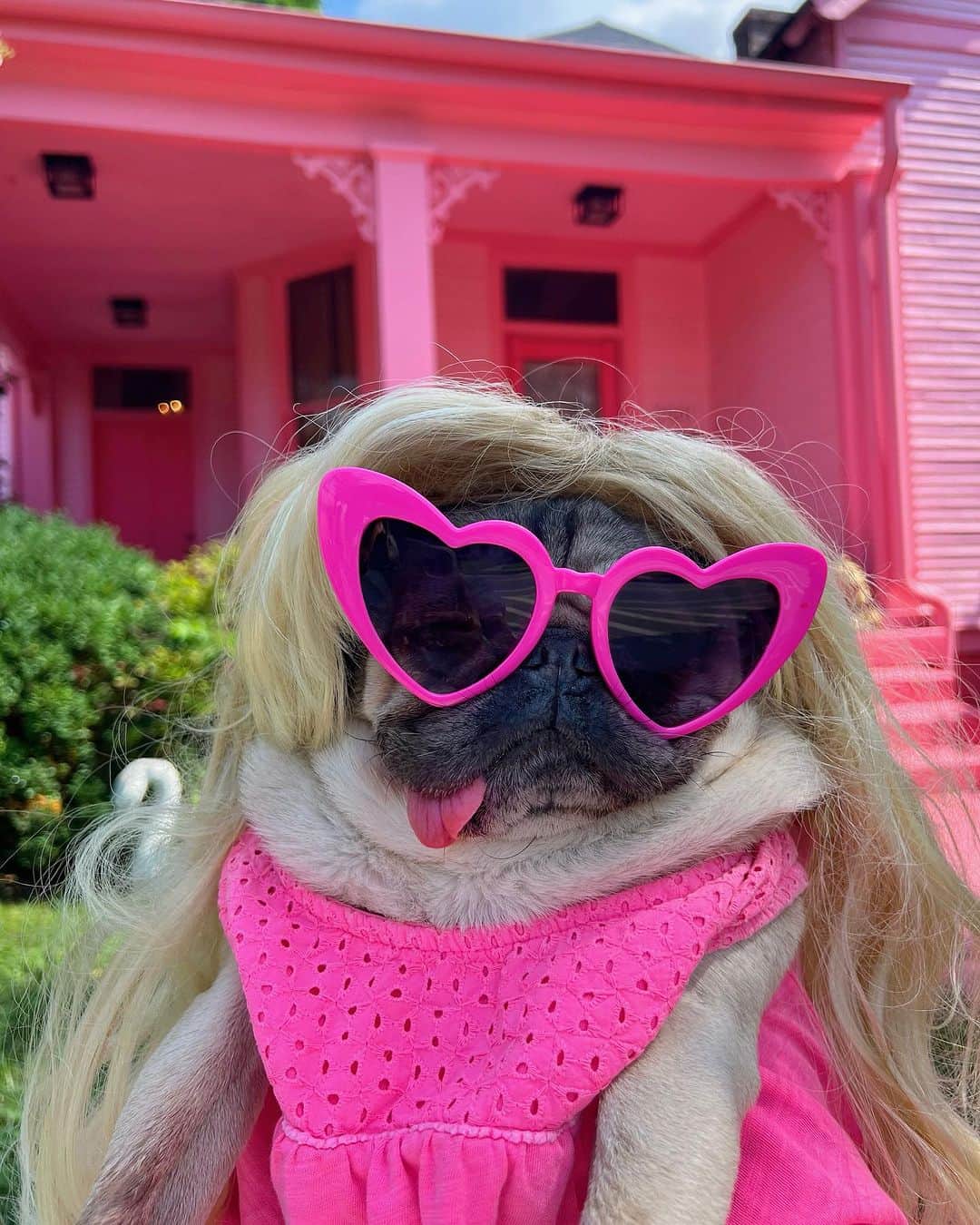 itsdougthepugのインスタグラム：「“I’m a Puggie girl, in a Puggie world!” -Doug  Tag someone who has made pink their entire personality recently 💗🎀🌸」